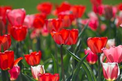 红花的选择性聚焦摄影